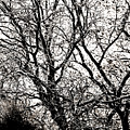 Graphic Trees