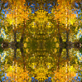 Reflections Trees and Water